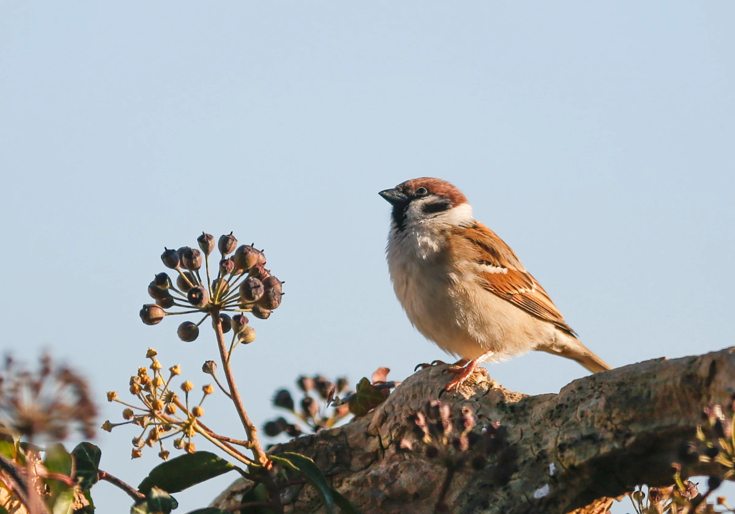 schauhi-bird-7053394.webp