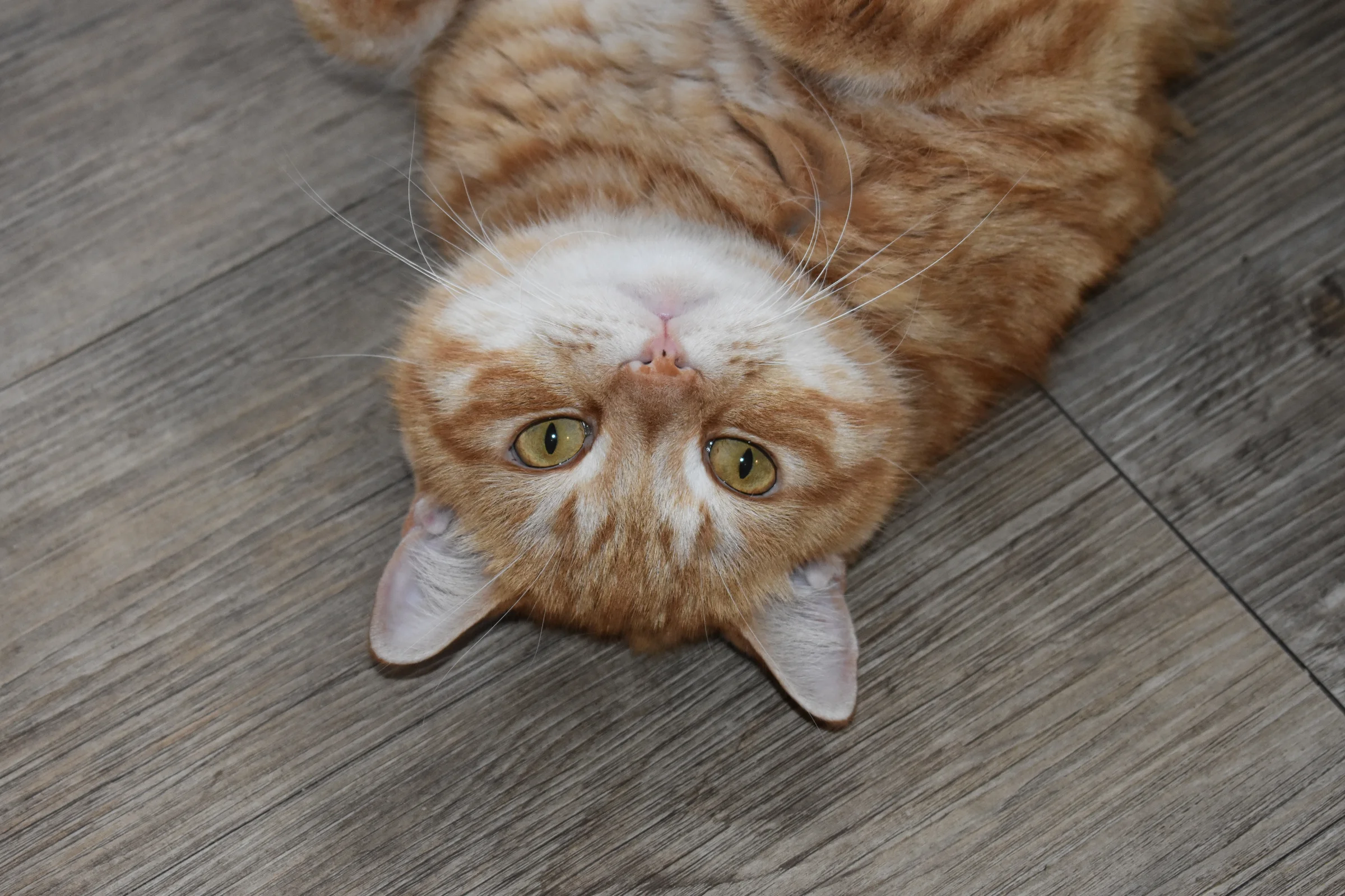 skorchanov-cat-3636790.webp