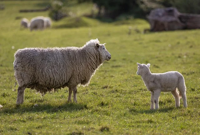 theotherkev-sheep-6262928_640.webp